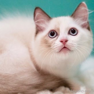 販売中の東京都のラグドール-114593の8枚目